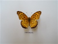 藏品(斐豹蛺蝶)的圖片